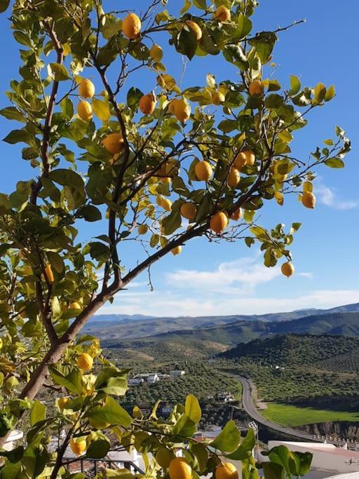Mirador Del Olivar Olvera Exterior foto